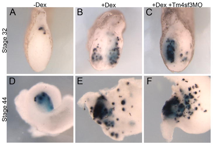 Fig. 10