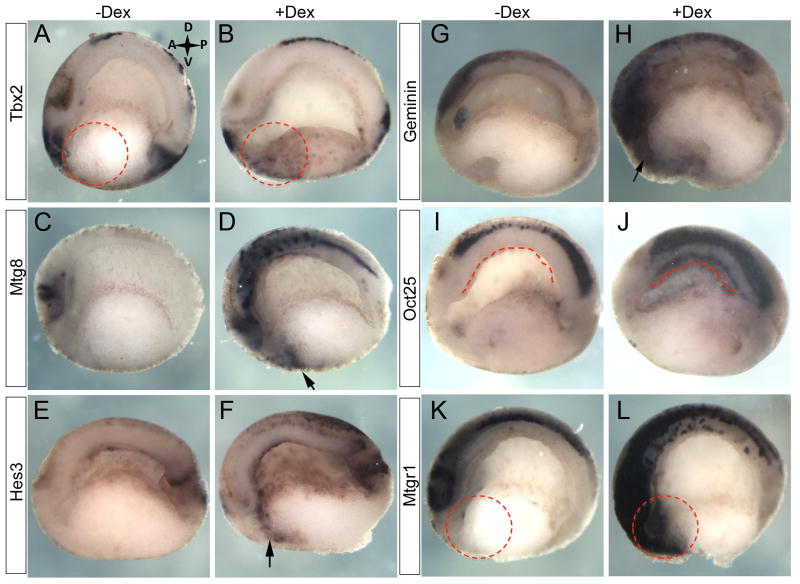 Fig. 8