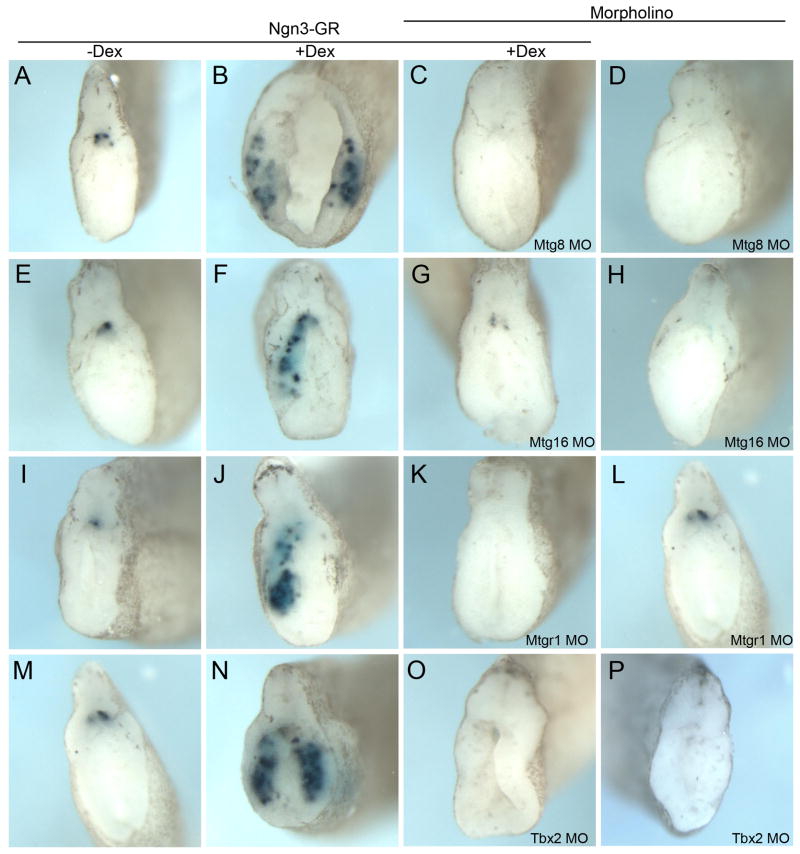 Fig. 9