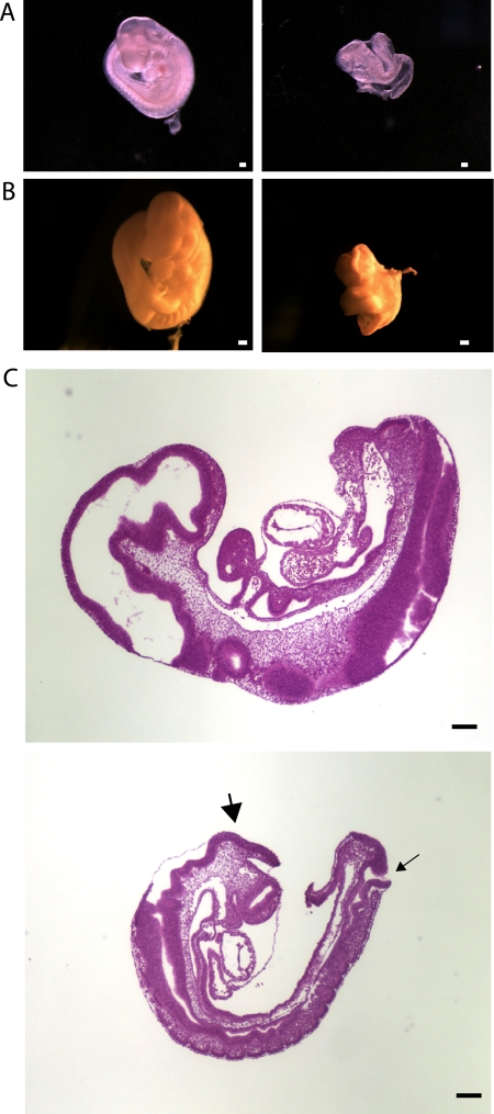 FIG. 1.