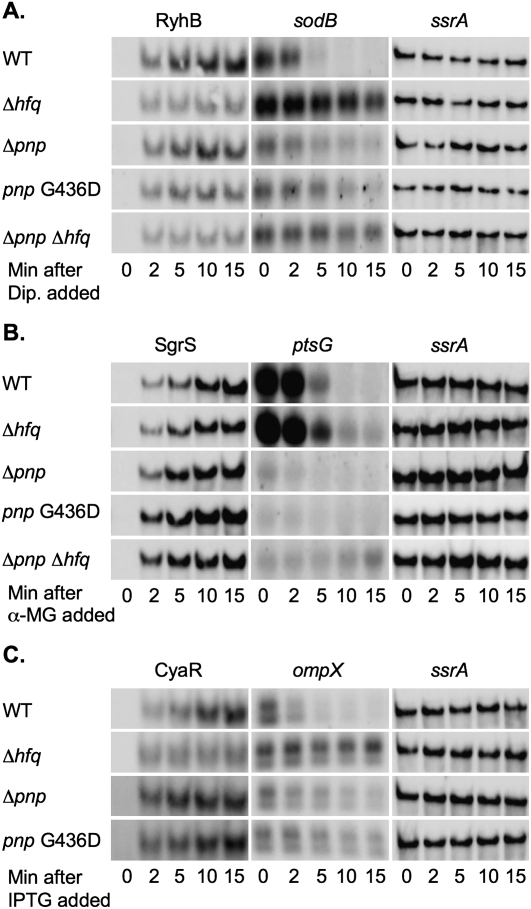 FIGURE 4.