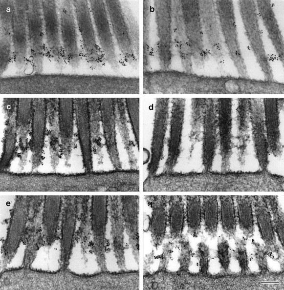 Fig. 11.