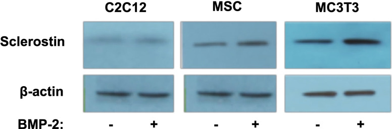 Figure 2—figure supplement 1.