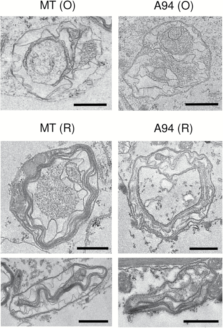 Fig. 5.