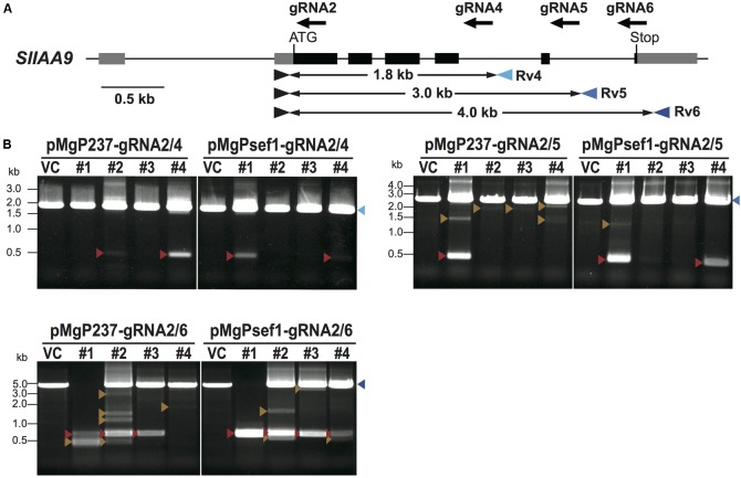 FIGURE 3