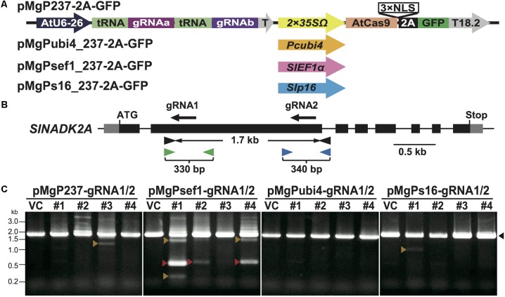 FIGURE 1