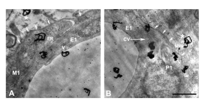 Fig.5