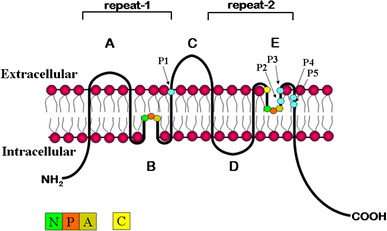 Fig. 1