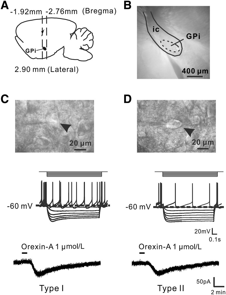 Fig. 1