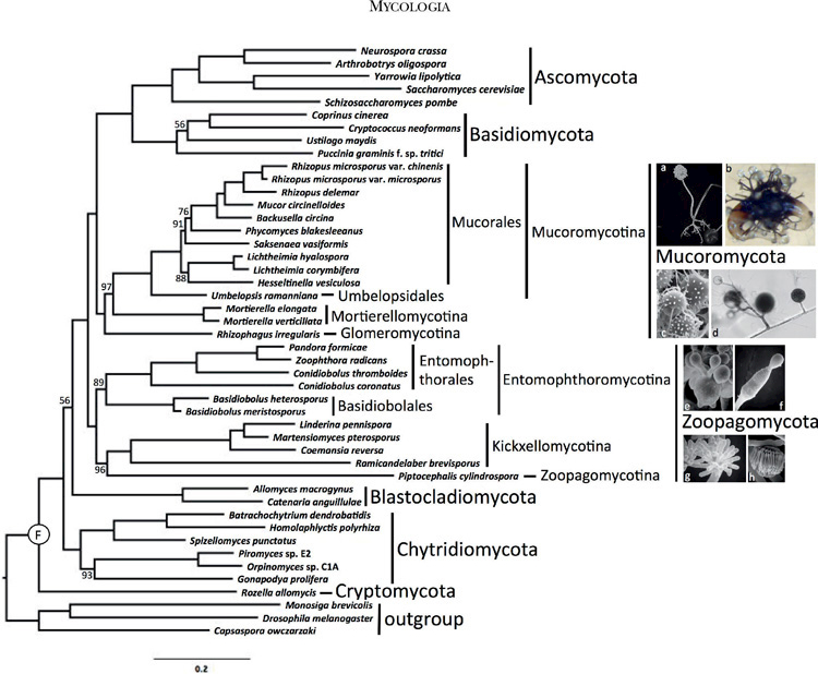 FIG. 1.