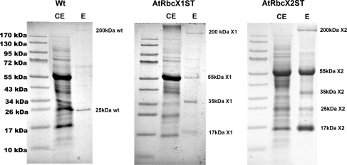 Fig. 3