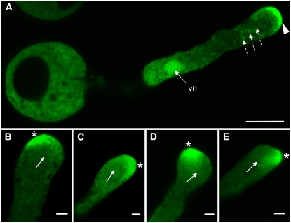 Figure 4.