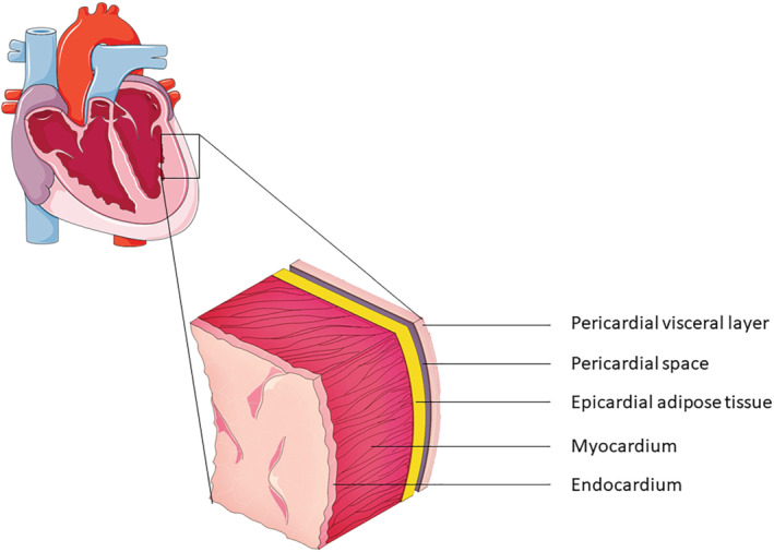 EJHF-2741-FIG-0001-c