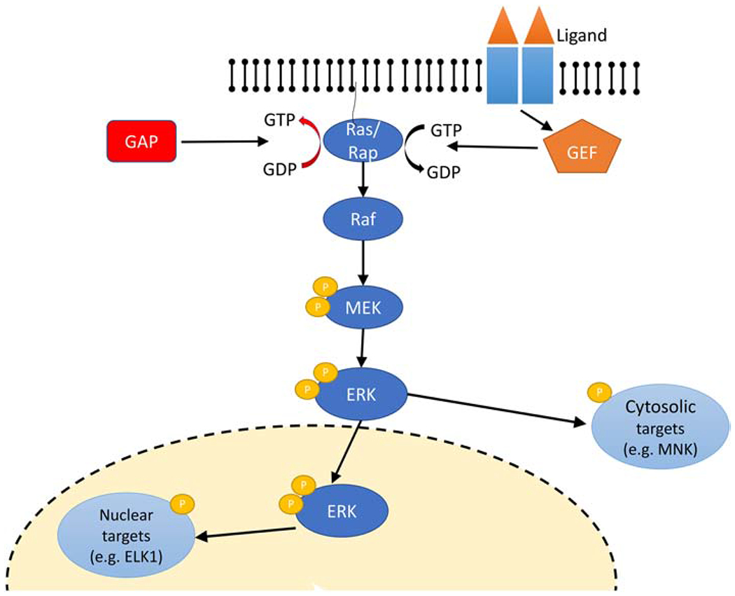 The road to ERK activation: Do neurons take alternate routes? - PMC