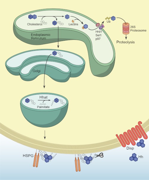 FIGURE 1.