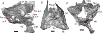 Fig. 11