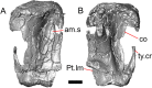 Fig. 10