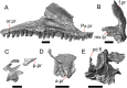 Fig. 5