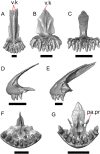 Fig. 19