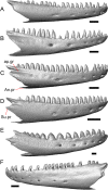 Fig. 40