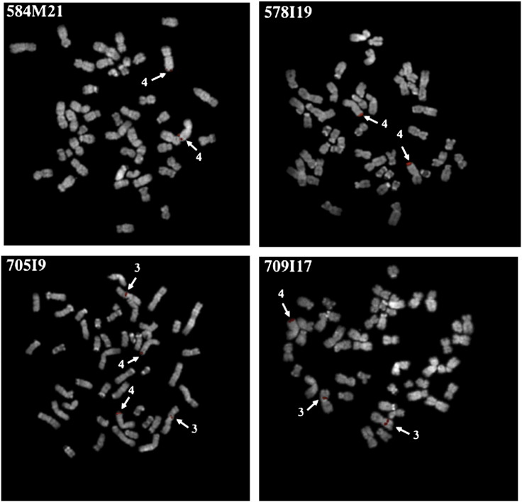 Fig. 1