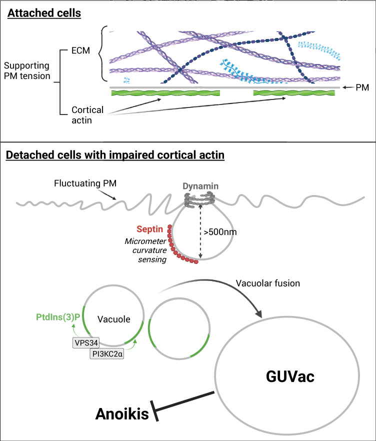 Figure 5—figure supplement 2.