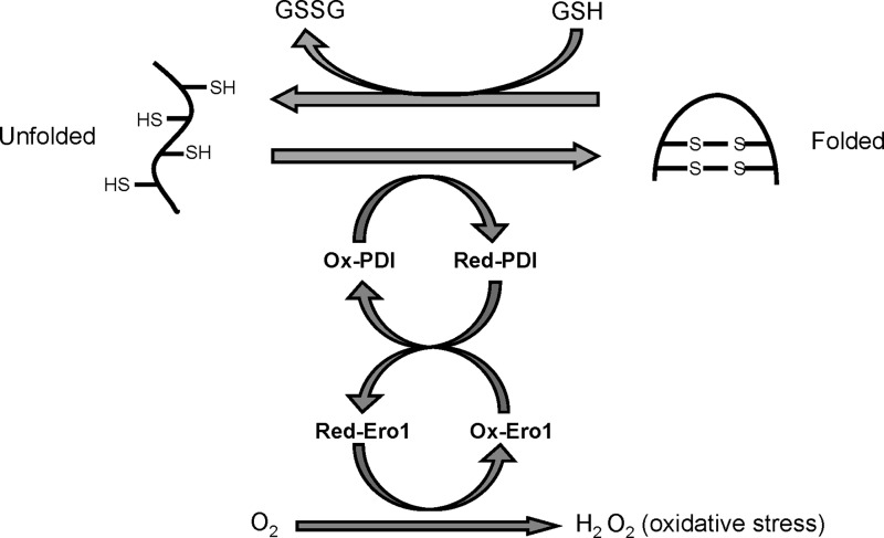 FIG. 1.