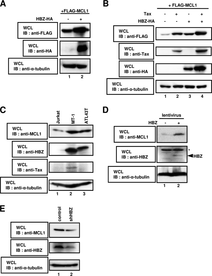 FIG 1