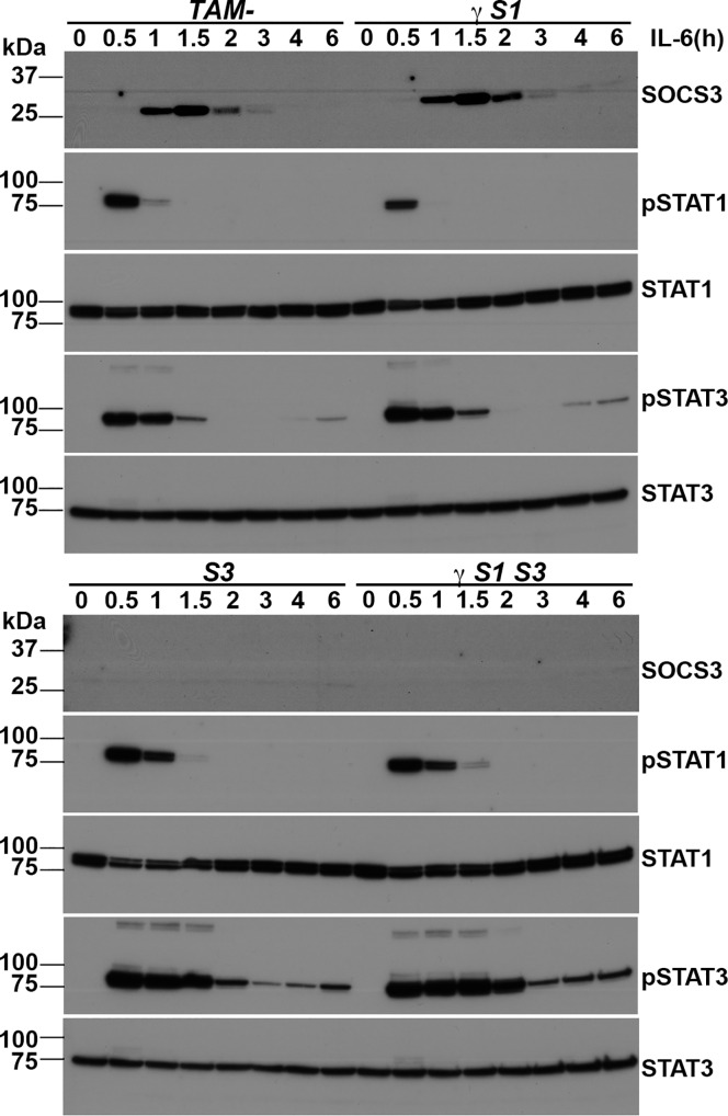 Fig 5