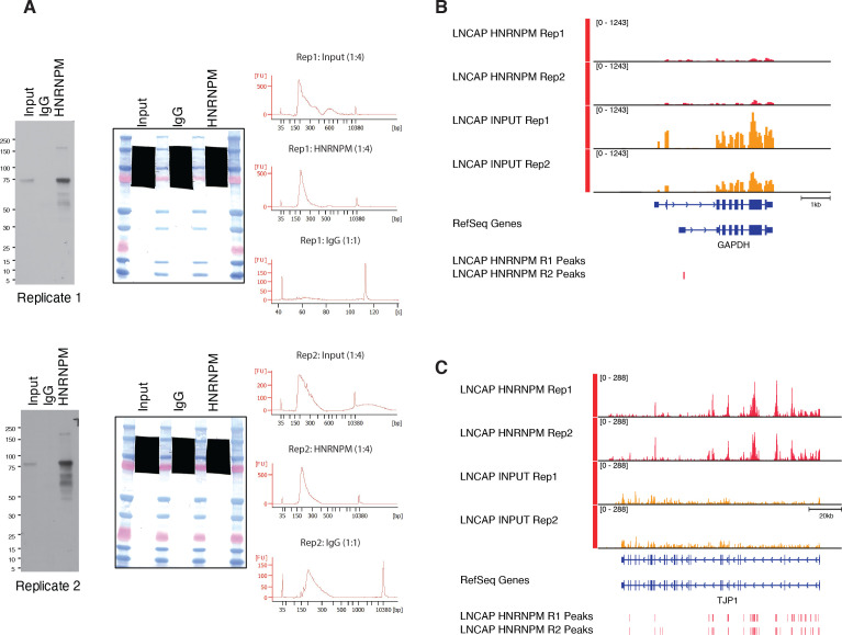 Figure 3—figure supplement 1.