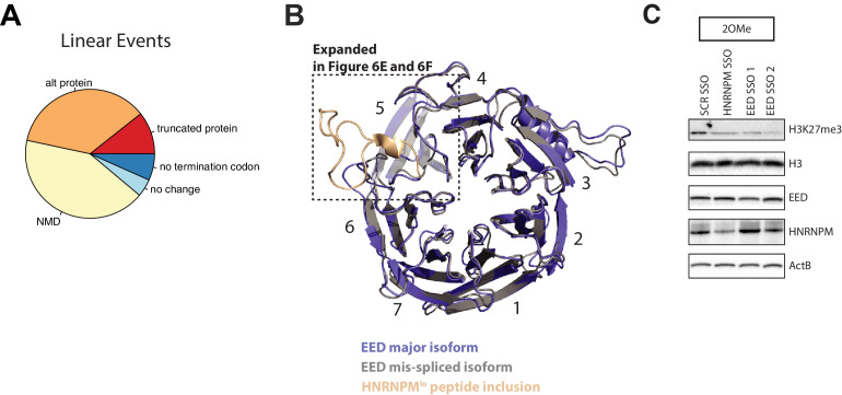 Figure 6—figure supplement 3.