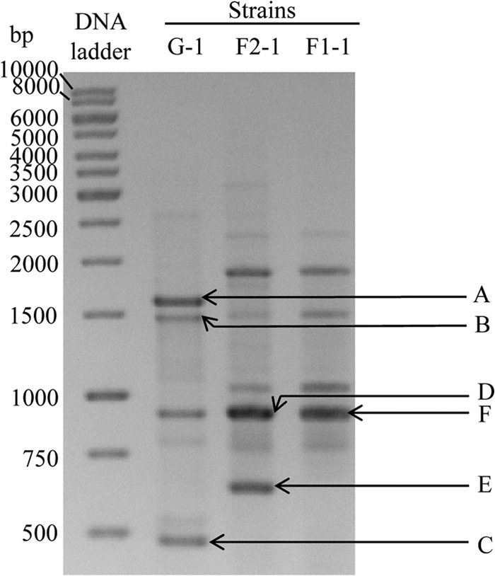 FIG 6