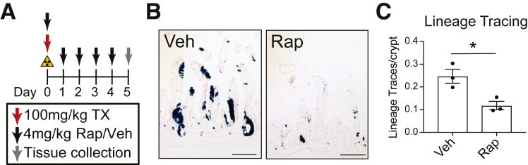 Figure 7