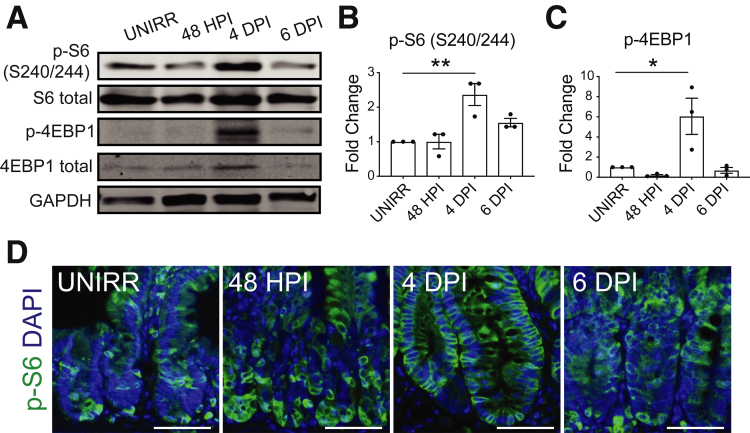 Figure 4