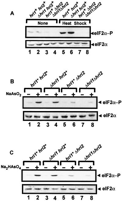 FIG. 8.