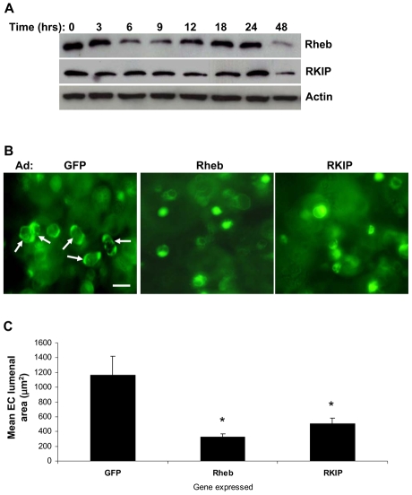 Fig. 8.