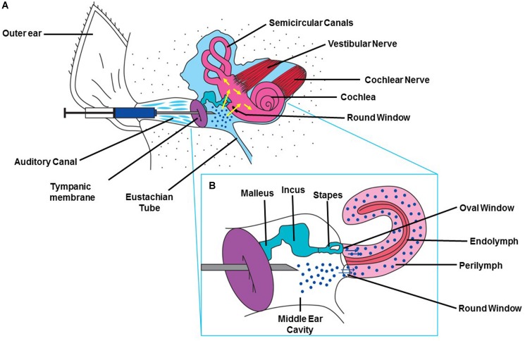 FIGURE 3