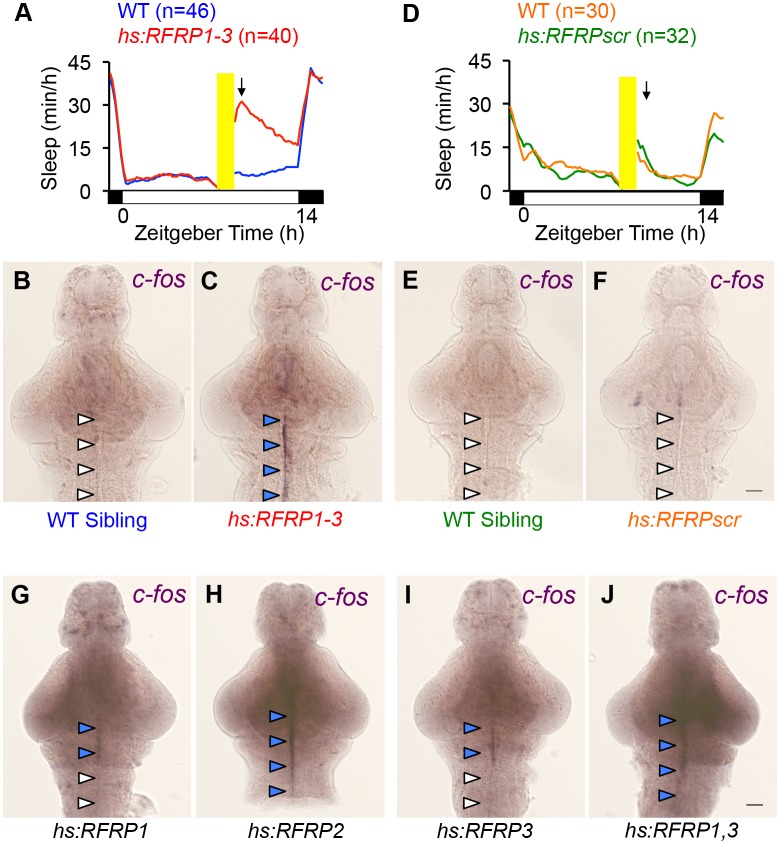 Figure 2—figure supplement 2.