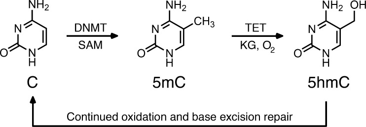 Scheme 1