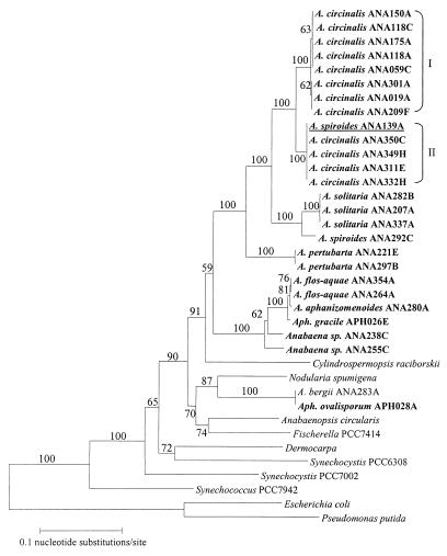 FIG. 1