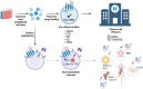 Graphical Abstract
