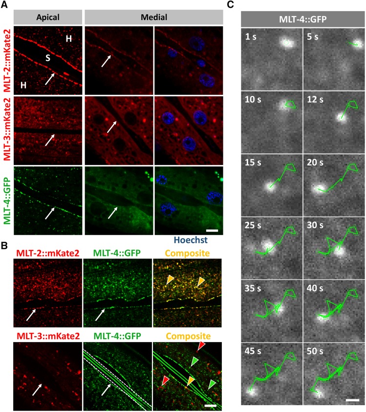 Figure 4