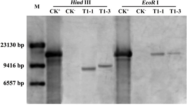 Figure 5