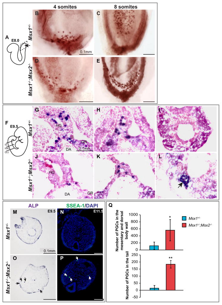 Fig. 3