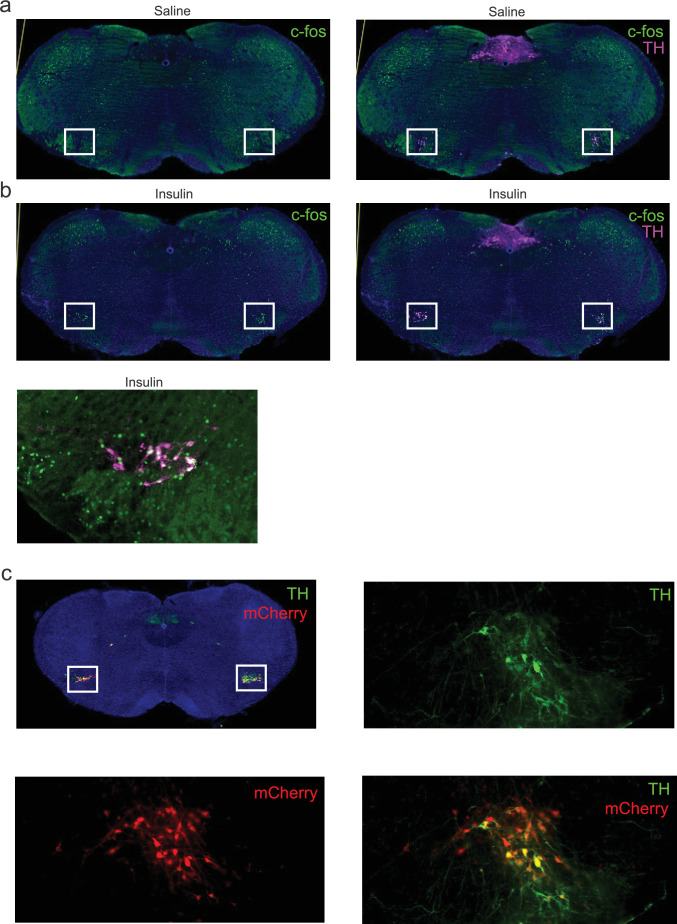 Figure 5—figure supplement 2.