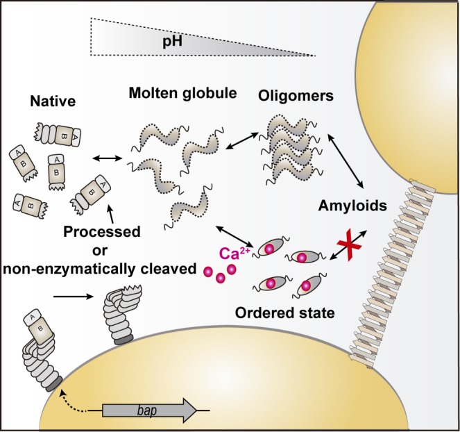 Fig 10