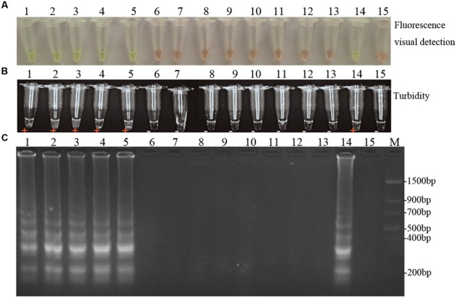 FIGURE 5