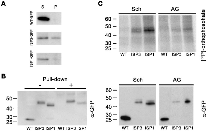 Fig. 5.