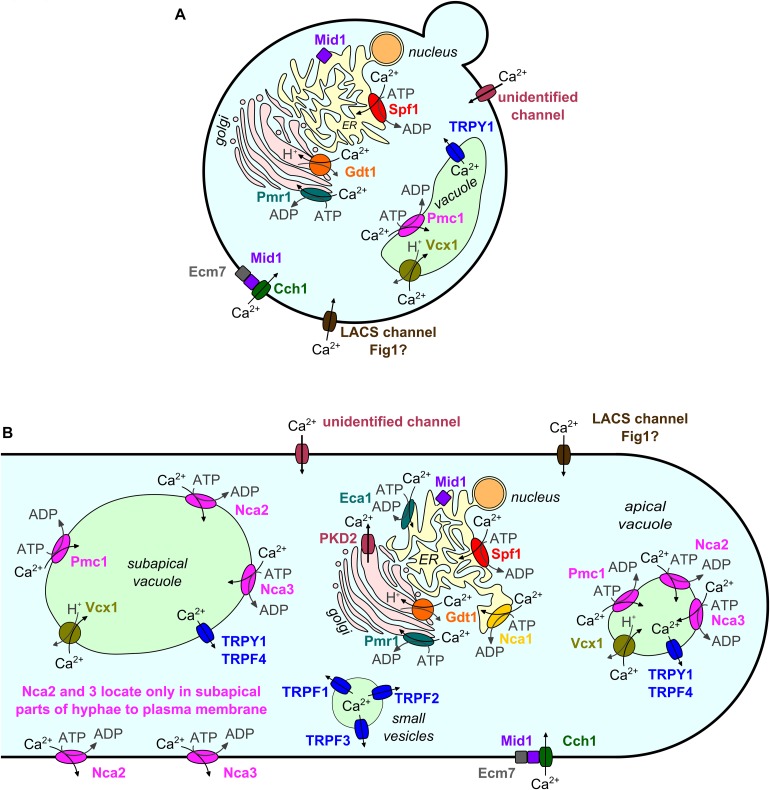 FIGURE 1