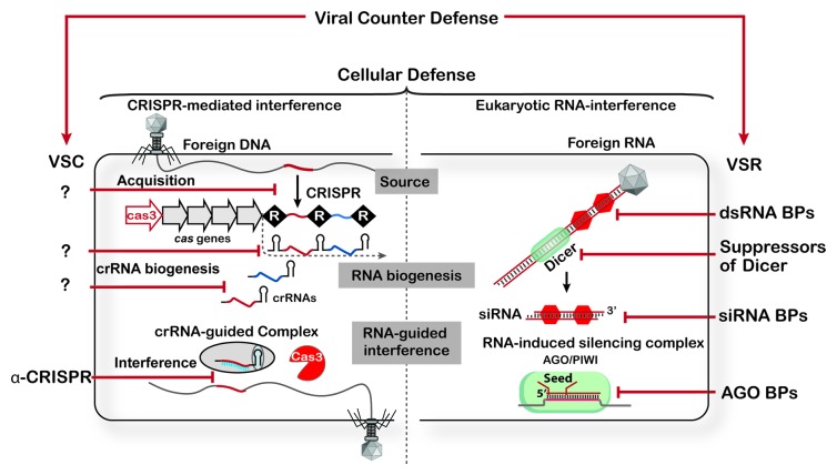 graphic file with name rna-10-886-g1.jpg